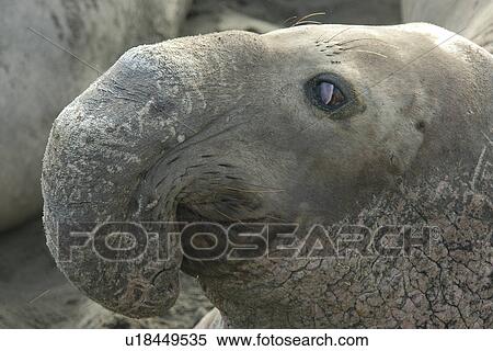 Northern elephant seal (Mirounga angustirostris) alpha male bull. National marine sanctuary, Monterey bay, California Pacific ocean, USA. View Large Photo Image Stock Photography - Northern elephant seal (Mirounga angustirostris) alpha male bull. National marine sanctuary, Monterey bay, California Pacific ocean, USA.. Fotosearch
