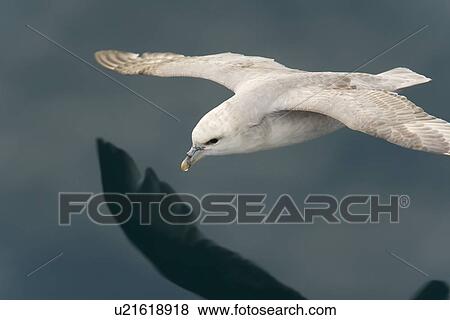 Northern fulmar (Fulmarus glacialis) on the wing in the Barents Sea in the Svalbard Archipelago, Norway. View Large Photo Image Stock Photo - Northern fulmar (Fulmarus glacialis) on the wing in the Barents Sea in the Svalbard Archipelago, Norway.. Fotosearch
