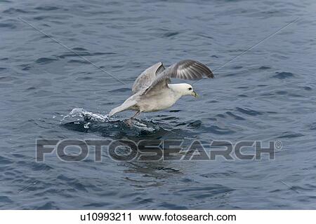 Northern fulmar (Fulmarus glacialis) taking flight in the Barents Sea in the Svalbard Archipelago, Norway. View Large Photo Image Stock Image - Northern fulmar (Fulmarus glacialis) taking flight in the Barents Sea in the Svalbard Archipelago, Norway.. Fotosearch