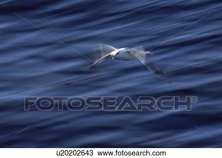 Northern Fulmar (Fulmarus glacialis) - slow shutter speed to show wing patterns in flight. Iceland View Large Photo Image Stock Image - Northern Fulmar (Fulmarus glacialis) - slow shutter speed to show wing patterns in flight. Iceland. Fotosearch