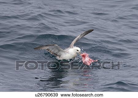 Northern fulmar (Fulmarus glacialis) feeding on dolphin carion from recent Orca kill in the Barents Sea south of Bear Island just off the continental shelf. View Large Photo Image Stock Photo - Northern fulmar (Fulmarus glacialis) feeding on dolphin carion from recent Orca kill in the Barents Sea south of Bear Island just off the continental shelf.. Fotosearch