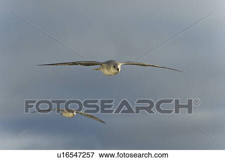 Northern fulmars (Fulmarus glacialis) on the wing in the Barents Sea in the Svalbard Archipelago, Norway. View Large Photo Image Stock Photo - Northern fulmars (Fulmarus glacialis) on the wing in the Barents Sea in the Svalbard Archipelago, Norway.. Fotosearch