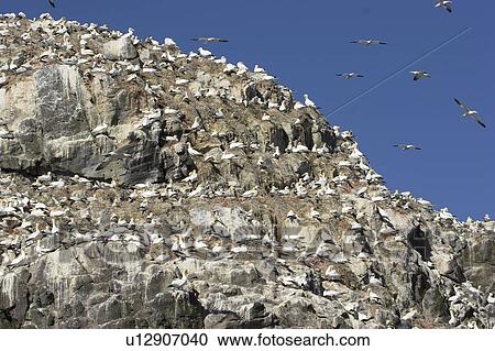 Northern gannet colony nesting on cliff face (Sula bassana) Grassholm, Pembrokeshire, UK View Large Photo Image Stock Image - Northern gannet colony nesting on cliff face (Sula bassana) Grassholm, Pembrokeshire, UK. Fotosearch