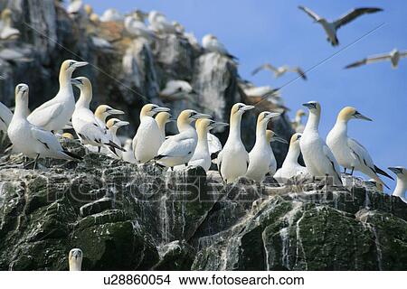 (Northern) Gannet (Morus bassanus), breeding gannet colony, Grassholm. Grassholm, Pembrokeshire, Wales, UK View Large Photo Image Picture - (Northern) Gannet (Morus bassanus), breeding gannet colony, Grassholm. Grassholm, Pembrokeshire, Wales, UK. Fotosearch