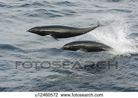 Stock Image - Northern right whale dolphin (Lissodelphis borealis) porpoising or leaping Monterey Bay, California, USA, Pacific Ocean, National Marine Sanctuary. Fotosearch