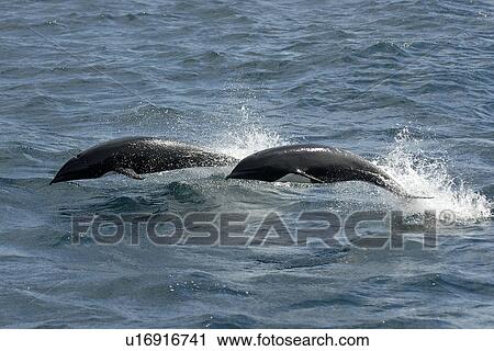 Northern right-whale dolphin (Lissodelphis borealis) porpoising or leaping, Monterey Bay, California, USA, Pacific Ocean, National Marine Sanctuary View Large Photo Image Stock Image - Northern right-whale dolphin (Lissodelphis borealis) porpoising or leaping, Monterey Bay, California, USA, Pacific Ocean, National Marine Sanctuary. Fotosearch