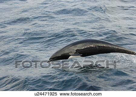 Stock Photography - Northern right whale dolphin (Lissodelphis borealis) porpoising or leaping. National marine sanctuary, Monterey bay, California Pacific ocean, USA.. Fotosearch