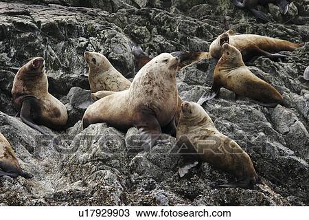 Stock Image - Northern Sea Lions (Eumetopias jubatus) - also called Steller Sea Lions - hauled out in Southeast Alaska, USA. Pacific Ocean.. Fotosearch
