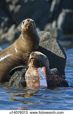Northern (Steller) sea lion (Eumetopias jubatus) colony on sail rock in Frederick Sound, southeastern Alaska. This young animal has salmon fishing gear imbedded in its mouth (probably tried to take a salmon off a long-liner. ) This is the second largest of View Large Photo Image Stock Image - Northern (Steller) sea lion (Eumetopias jubatus) colony on sail rock in Frederick Sound, southeastern Alaska. This young animal has salmon fishing gear imbedded in its mouth (probably tried to take a salmon off a long-liner. ) This is the second largest of. Fotosearch