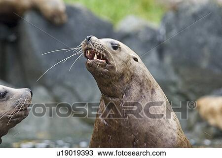 Northern (Steller) sea lion (Eumetopias jubatus) colony on sail rock in Frederick Sound, southeastern Alaska. Here young bulls are mock-fighting in the non-breeding season to prepare their fighting skills for adulthood. This is the second largest of all p View Large Photo Image Stock Image - Northern (Steller) sea lion (Eumetopias jubatus) colony on sail rock in Frederick Sound, southeastern Alaska. Here young bulls are mock-fighting in the non-breeding season to prepare their fighting skills for adulthood. This is the second largest of all p. Fotosearch