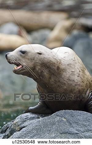 Stock Photo - Northern (Steller) sea lion (Eumetopias jubatus) colony on sail rock in Frederick Sound, southeastern Alaska. This is the second largest of all pinnipeds in North America, with males reaching a length of over 10 feet and 2, 000 pounds while the females are. Fotosearch