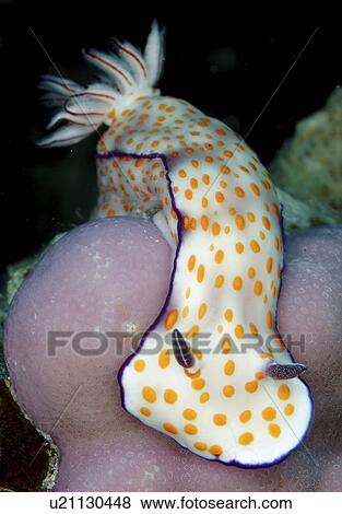 Nudibranch (Ceratosoma trilobatum). Indo-Pacific View Large Photo Image Stock Photo - Nudibranch (Ceratosoma trilobatum). Indo-Pacific. Fotosearch