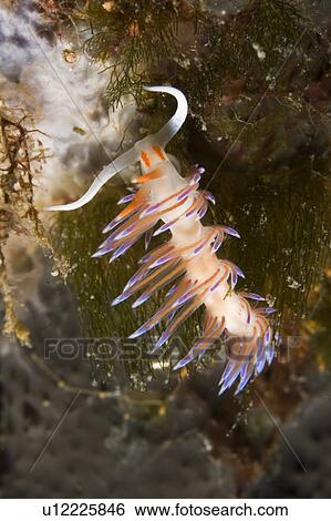 Nudibranch (Cratena peregrina) Sardinia, Italy View Large Photo Image Stock Photograph - Nudibranch (Cratena peregrina) Sardinia, Italy. Fotosearch