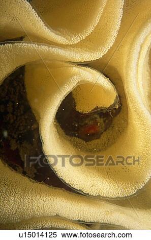 Nudibranch Eggs forming a swirling cream coloured pattern. UK. View Large Photo Image Stock Photography - Nudibranch Eggs forming a swirling cream coloured pattern. UK.. Fotosearch