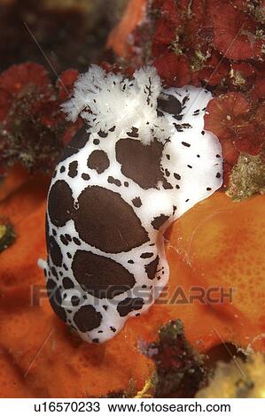 Stock Image - Nudibranch (Species unknown) Sardinia, Italy (rr). Fotosearch