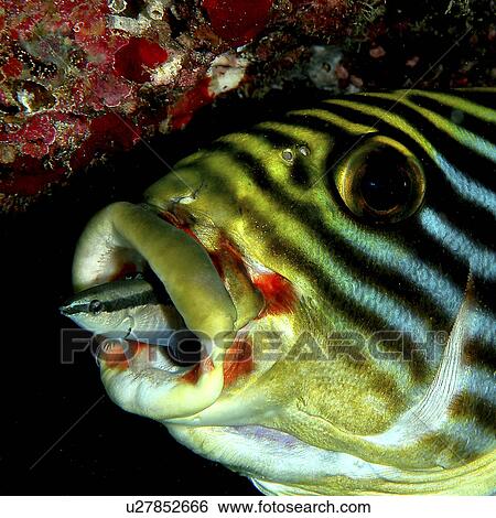 Stock Photograph - Oblique-banded Sweetlips (Plectorhinchus lineatus) at cleaning station with Cleaner Wrasse (Sp. Unknown). Eiyadu house reef, Maldives, Indian Ocean.. Fotosearch