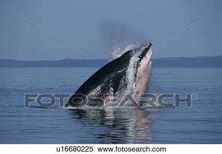 Stock Photography - Oblique lunge of a Minke whale (Balaenoptera acutorostrata) named Crowsfoot who has performed all feeding manoeuvre types known from the St. Lawrence estuary, Canada. Fotosearch
