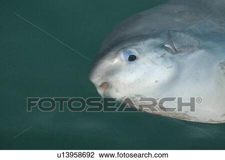 Ocean Sunfish (Mola mola), showing parasites attached to skin. Pembrokeshire, Wales, UK View Large Photo Image Stock Image - Ocean Sunfish (Mola mola), showing parasites attached to skin. Pembrokeshire, Wales, UK. Fotosearch