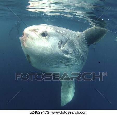 Stock Image - Ocean Sunfish (Mola mola) with diver. Mabul, Sipadan, Borneo, Malaysia, Indo-Pacific.. Fotosearch