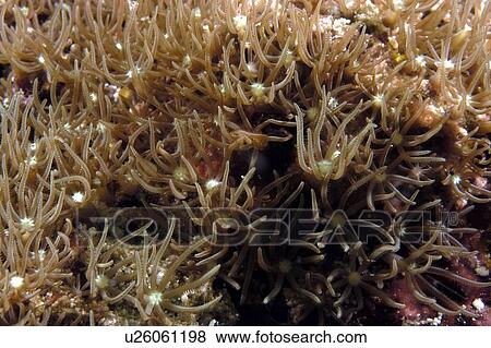 Stock Photo - Octocorallia (Alcyonaria). Borneo, Malaysia. Fotosearch