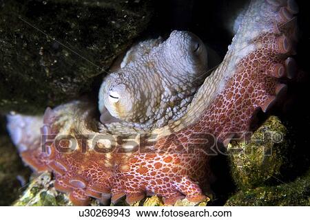 Octopus, Octopus insularis, St. Peter and St. Paul's rocks, Brazil, Atlantic Ocean View Large Photo Image Stock Image - Octopus, Octopus insularis, St. Peter and St. Paul's rocks, Brazil, Atlantic Ocean . Fotosearch