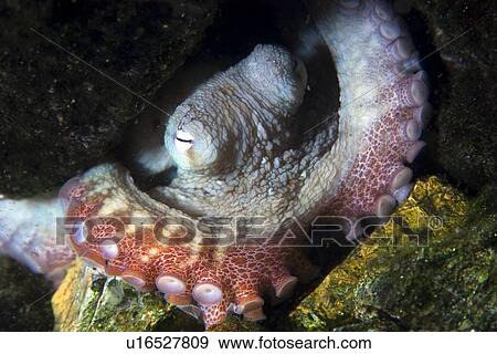 Octopus, Octopus insularis, St. Peter and St. Paul's rocks, Brazil, Atlantic Ocean View Large Photo Image Stock Photo - Octopus, Octopus insularis, St. Peter and St. Paul's rocks, Brazil, Atlantic Ocean . Fotosearch