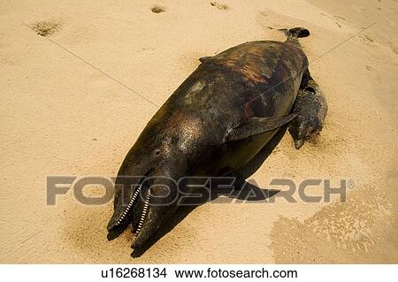 Picture - Offshore bottlenosed dolphin (Tursiops truncatus) Mass stranding 30/10/2006 Bazaruto Archipelago, Mozambique.. Fotosearch