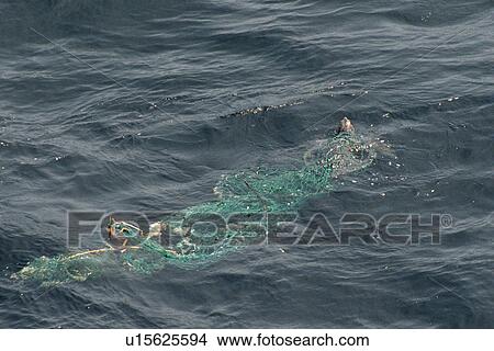 Picture - Olive ridley turtle (Lepidochelys olivacea) entangled in discarded fishing net. Offshore Angola, West Africa. Fotosearch