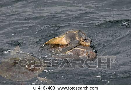 Olive Ridley turtles mating at surface (Lepidochelys olivacea) Angola, West Africa View Large Photo Image Stock Image - Olive Ridley turtles mating at surface (Lepidochelys olivacea) Angola, West Africa. Fotosearch