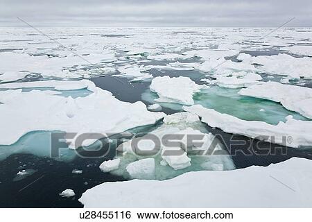 Open leads surrounded by multi-year ice floes in the Barents Sea between EdgeÏya (Edge Island) and Kong Karls Land in the Svalbard Archipelago, Norway. View Large Photo Image Stock Photograph - Open leads surrounded by multi-year ice floes in the Barents Sea between EdgeÏya (Edge Island) and Kong Karls Land in the Svalbard Archipelago, Norway.. Fotosearch