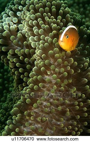 Orange anemone fish, Amphiprion sandaracinos, and Merten's sea anemone, Stichodactyla mertensii, Dauin, Dumaguete, s Island, Philippines View Large Photo Image Stock Image - Orange anemone fish, Amphiprion sandaracinos, and Merten's sea anemone, Stichodactyla mertensii, Dauin, Dumaguete, s Island, Philippines. Fotosearch