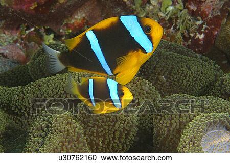 Orange-finned Anemone fish (Amphiprion chrysopterus) pair, and Mertens Sea Anemone (Stichodactyla mertensii) Namu atoll, Marshall Islands (N. Pacific) View Large Photo Image Stock Image - Orange-finned Anemone fish (Amphiprion chrysopterus) pair, and Mertens Sea Anemone (Stichodactyla mertensii) Namu atoll, Marshall Islands (N. Pacific). Fotosearch