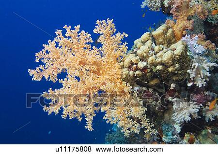 Orange soft coral and general reef with blue background Egyptian Red Sea 28-9-07 View Large Photo Image Stock Photo - Orange soft coral and general reef with blue background Egyptian Red Sea 28-9-07. Fotosearch