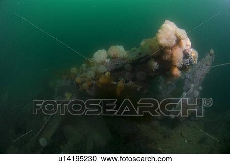 Stock Image - Orange & white Plumose Anemones (Metridium senile) growing over parts of German sunken Battleship from WWII, Orkney Islands, Scotland, UK. Fotosearch