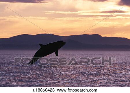 Stock Image - Orca calf breaching at sunset in Haro Strait. San Juan Islands, Washington.. Fotosearch