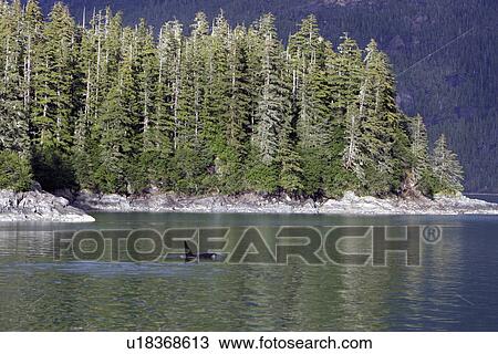 Orca (Orcinus orca) Adult bull surfacing Tracy Arm, southeast Alaska, USA. View Large Photo Image Stock Image - Orca (Orcinus orca) Adult bull surfacing Tracy Arm, southeast Alaska, USA.. Fotosearch
