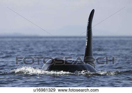 Stock Photo - Orca (Orcinus orca) Adult Bull surfacing in calm waters. Southeast Alaska, USA. (Note the exceptionally tall dorsal fin - the field diagnostic for a mature male Orca). Fotosearch
