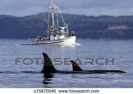 Orca (Orcinus orca) - also called Killer Whale - surfacing near commercial fishing vessel. Johnstone Strait, British Columbia, Canada. View Large Photo Image Stock Photograph - Orca (Orcinus orca) - also called Killer Whale - surfacing near commercial fishing vessel. Johnstone Strait, British Columbia, Canada.. Fotosearch