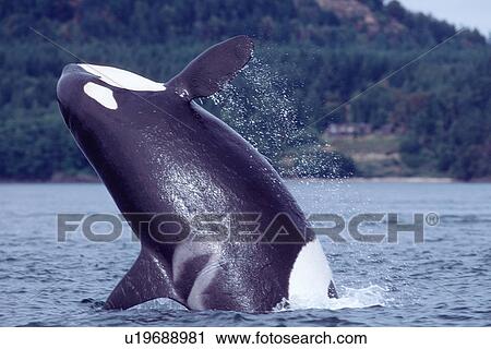 Stock Image - Orca (Orcinus orca) breaching. San Juan Islands, Washington. (rr). Fotosearch
