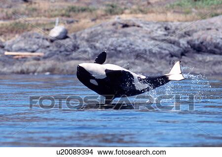Picture - Orca (Orcinus orca) calf breaching. San Juan Island. San Juan Islands, Washington. (rr). Fotosearch