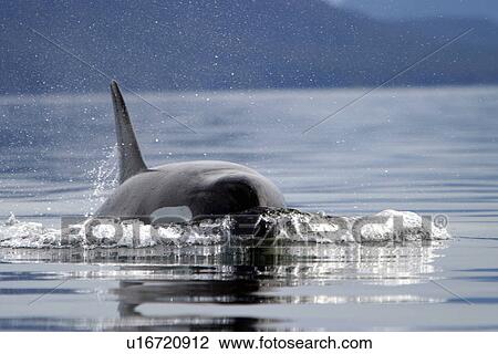 Orca (Orcinus orca) Female surfacing head on. Southeast Alaska, USA. Pacific Ocean. View Large Photo Image Stock Image - Orca (Orcinus orca) Female surfacing head on. Southeast Alaska, USA. Pacific Ocean.. Fotosearch