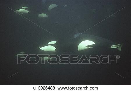 Orca (Orcinus orca) Group swimming in dark water. Water is very dark because the orca enter Norwegian fjords in middle of winter to feed on herring. Svolvaer, Norway (rr) View Large Photo Image Stock Photo - Orca (Orcinus orca) Group swimming in dark water. Water is very dark because the orca enter Norwegian fjords in middle of winter to feed on herring. Svolvaer, Norway (rr). Fotosearch
