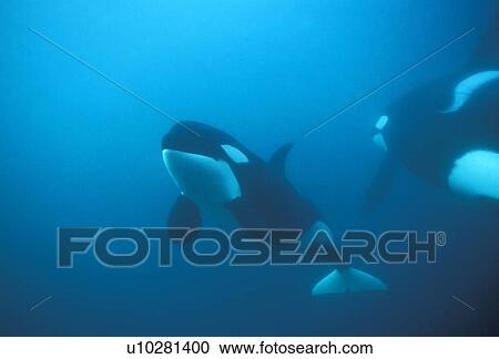 Stock Image - Orca (Orcinus orca) pair swimming close to each other. Akaroa, New Zealand.. Fotosearch