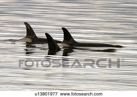 Orca (Orcinus orca) Pod surfacing calm waters Chatham Strait, southeast Alaska, USA. View Large Photo Image Stock Photo - Orca (Orcinus orca) Pod surfacing calm waters Chatham Strait, southeast Alaska, USA.. Fotosearch