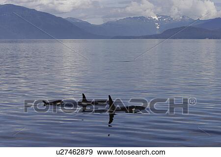 Orca (Orcinus orca) pod surfacing calm waters Chatham Strait, southeast Alaska, USA. View Large Photo Image Stock Photo - Orca (Orcinus orca) pod surfacing calm waters Chatham Strait, southeast Alaska, USA.. Fotosearch