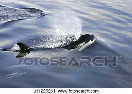 Orca (Orcinus orca) pod surfacing in Chatham Strait, southeast Alaska, USA. View Large Photo Image Stock Image - Orca (Orcinus orca) pod surfacing in Chatham Strait, southeast Alaska, USA.. Fotosearch