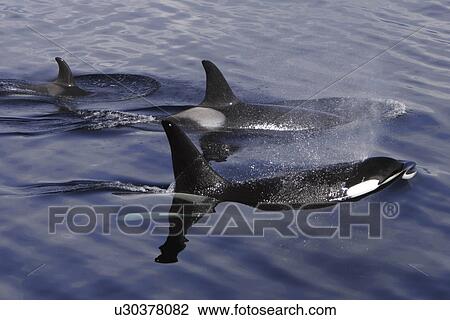Orca (Orcinus orca) pod surfacing in Chatham Strait, southeast Alaska, USA. View Large Photo Image Stock Image - Orca (Orcinus orca) pod surfacing in Chatham Strait, southeast Alaska, USA.. Fotosearch