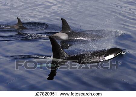 Stock Image - Orca (Orcinus orca) pod surfacing Chatham Strait, southeast Alaska, USA.. Fotosearch