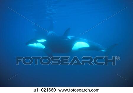 Stock Image - Orca (Orcinus orca) side-on view. Akaroa, New Zealand.. Fotosearch