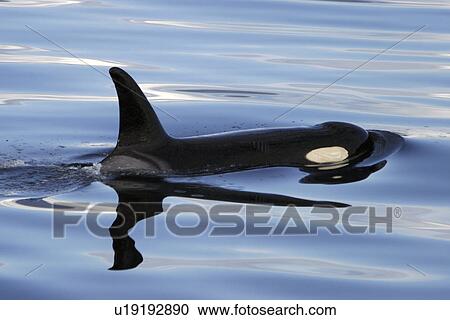 Orca (Orcinus orca) surfacing Chatham Strait, southeast Alaska, USA. View Large Photo Image Stock Image - Orca (Orcinus orca) surfacing Chatham Strait, southeast Alaska, USA.. Fotosearch